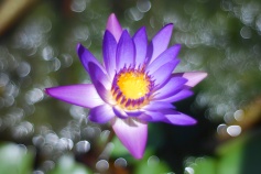 Lotus Blossom - Version 2